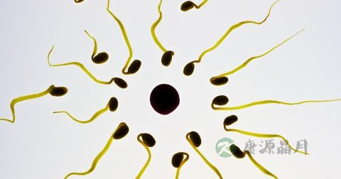 人工受精的过程