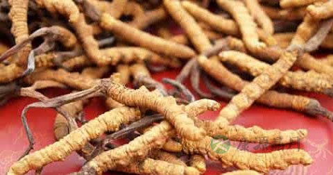 冬虫夏草能治阳痿吗 冬虫夏草能治阳痿吗