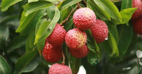 阳痿吃什么 阳痿吃什么