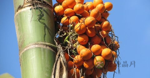 吃槟榔会影响生育吗 吃槟榔会影响生育吗