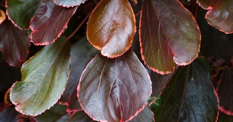 阴囊痒是什么症状