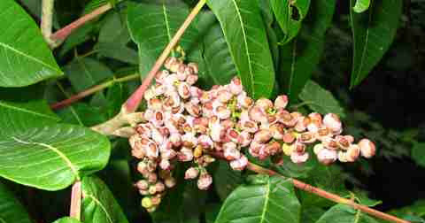 治疗早泄的最好中药 治疗早泄的最好中药