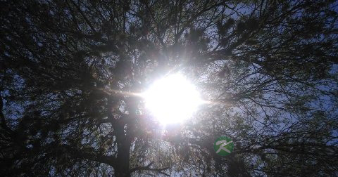 五十岁以后的男人吃什么增强性欲