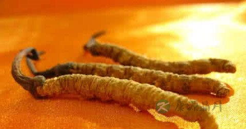 冬虫夏草能治阳痿吗 冬虫夏草能治阳痿吗