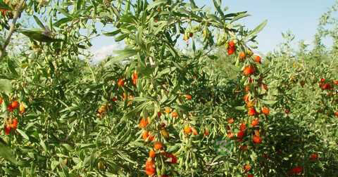 男人阳痿早泄能治吗