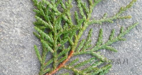 侧柏叶对脱发的功效