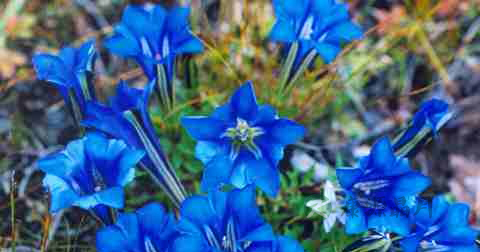 治疗早泄中药处方 治疗早泄中药处方