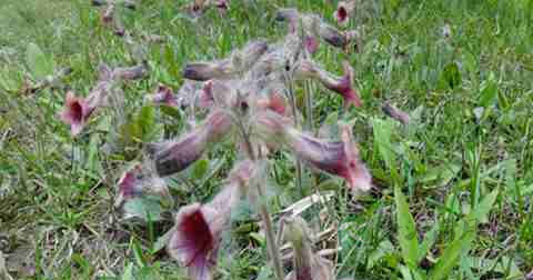 治疗早泄中药处方 治疗早泄中药处方