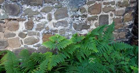 慢性肝炎有什么中草药