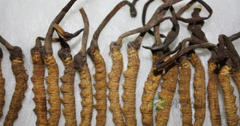 冬虫夏草能治阳痿吗 冬虫夏草能治阳痿吗