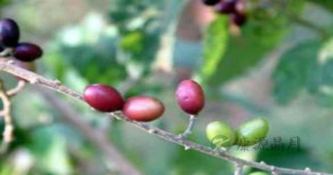 肾虚早泄吃什么药