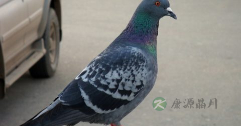 不来月经的原因