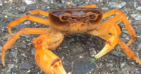 流产后子宫痛怎么办
