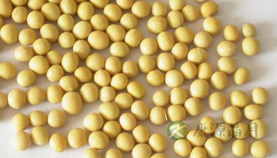 六种素食 让你吃出健康美丽 六种素食 让你吃出健康美丽