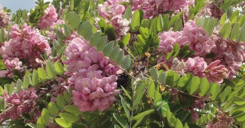 滴虫性阴道炎可以医治好吗