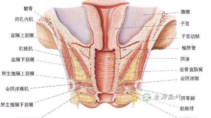 女性生理结构图