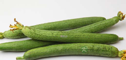 丝瓜的12种功效 治愈疾病胜过药