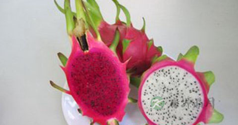 常吃火龙果 美肤祛斑一样不少 常吃火龙果 美肤祛斑一样不少