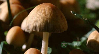 女性宜吃的五种菌类