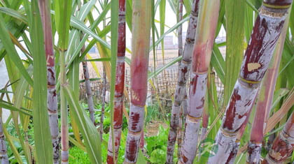 孕妇冬季最宜九种水果