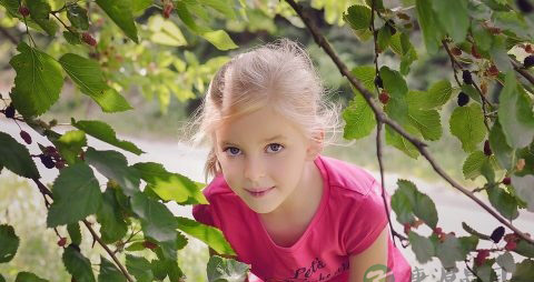 桑树叶洗头有什么作用