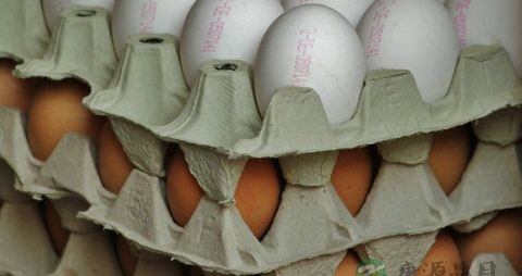 怀孕前能吃阿胶吗 怀孕前能吃阿胶吗