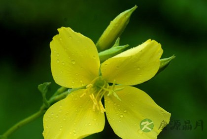 孕妇不宜闻九种花香