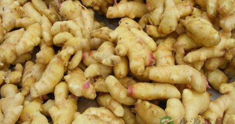 产妇坐月子能吃生姜吗