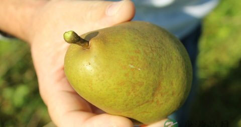 女人怀孕后不能吃什么