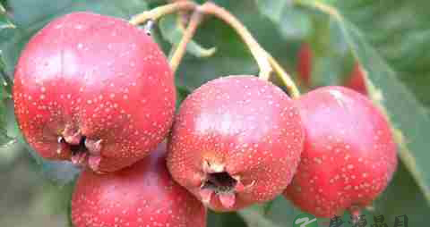 夏天孕妇不能吃什么