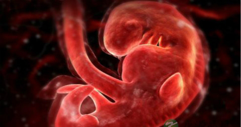 怀孕早期胎儿吸收母体营养吗