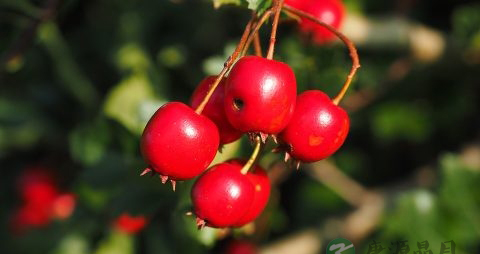 孕早期保胎可以吃玉米吗 孕早期保胎可以吃玉米吗