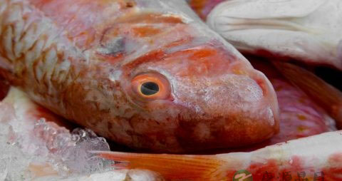 dha什么时候吃最好