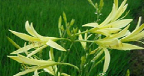 孕妇可以吃黄花菜吗