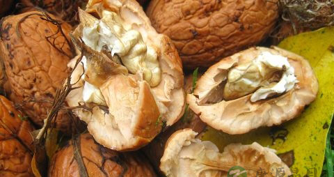 怀孕的时候吃核桃好不好