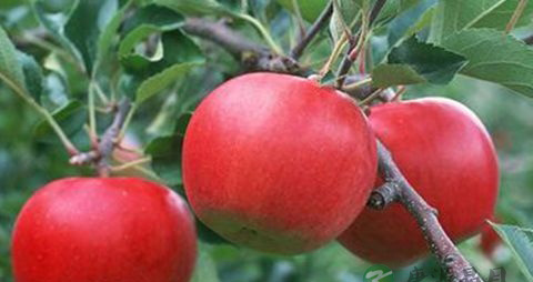 夏天吃什么水果对孕妇好