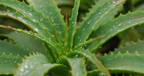 怀孕1个月怎么看出来的