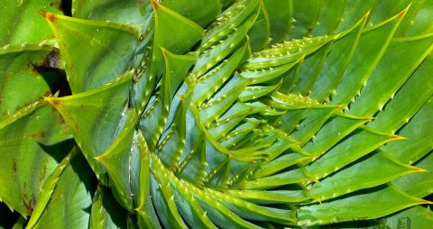 孕妇吃什么食物会流产