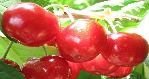 夏天吃什么水果对孕妇好