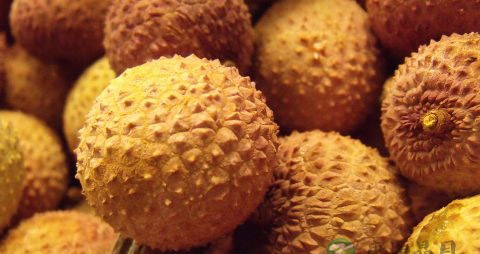 孕早期能吃荔枝吗