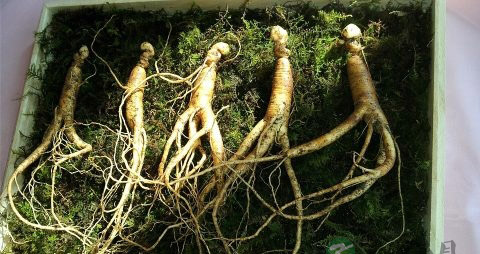 孕妇怀孕时吃什么会引起产后没奶