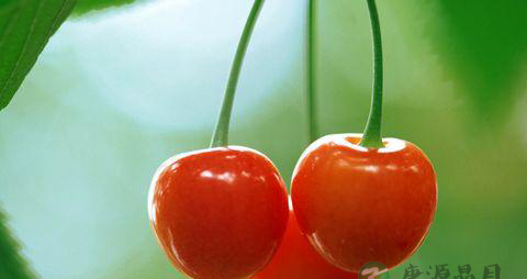 坐月子可以吃什么水果