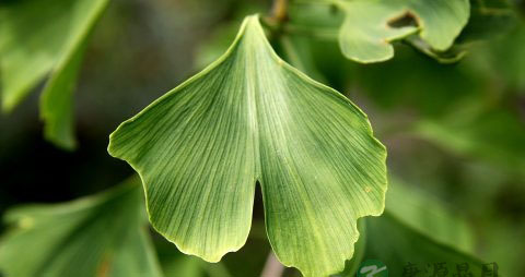 孕中期食谱大全