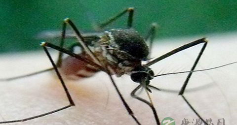 夏天孕妇怎么防蚊