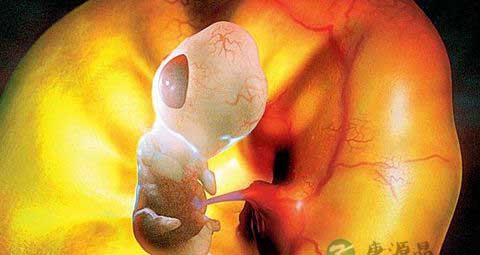 揭秘胎盘的四大主要功能