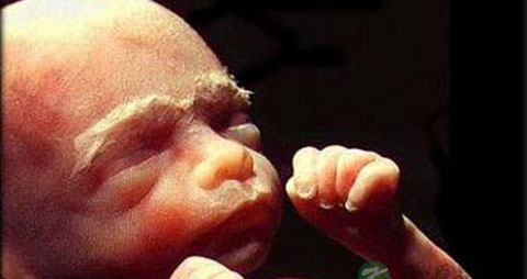 揭秘胎盘的四大主要功能