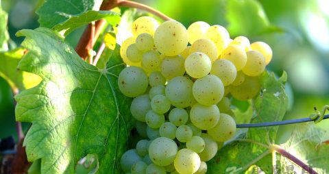 怀孕了可以喝红枣枸杞水吗 怀孕了可以喝红枣枸杞水吗