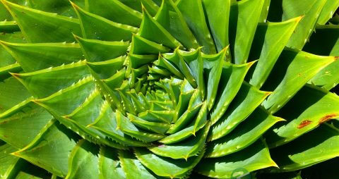 刚怀孕会肚子痛吗