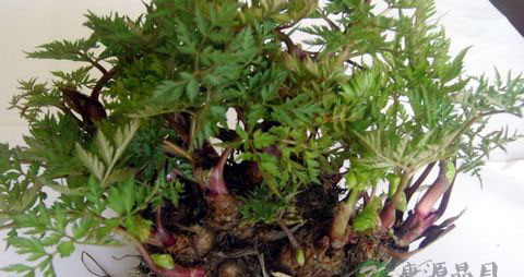 当归孕妇可以吃吗