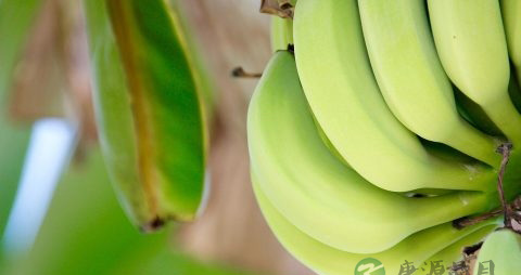 孕妇前三个月能吃香蕉吗